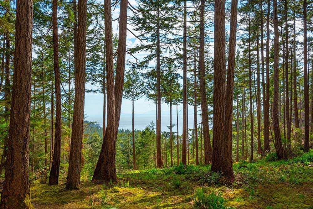 Lot 7, 766 Hayes Road, Arbutus Ridge