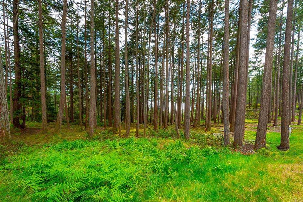 Lot 8, 762 Hayes Road, Arbutus Ridge