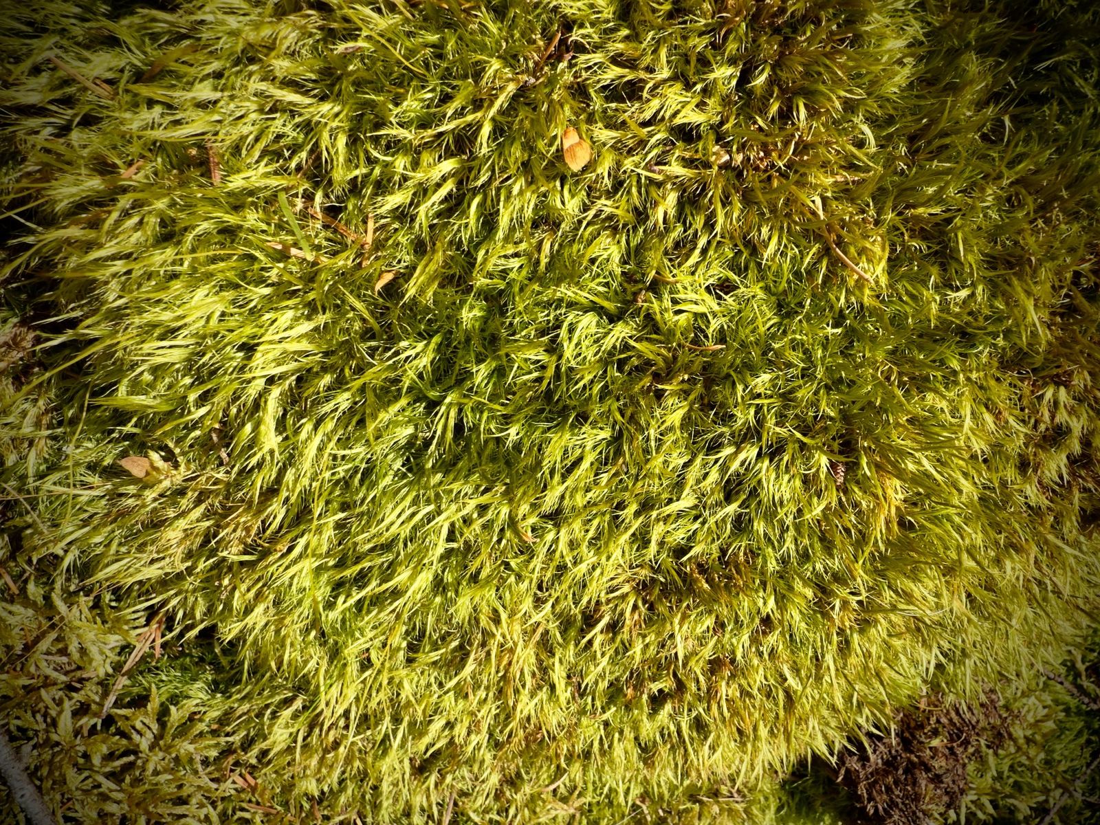 Moss and new growth on the forest floor, Bowen Island