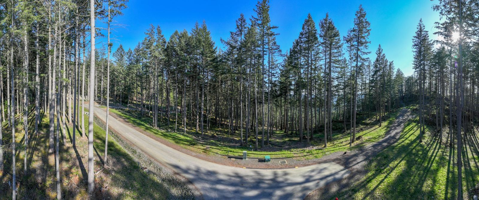 The road at the entrance to Arbutus Ridge, Bowen Island, curving between second-growth fir