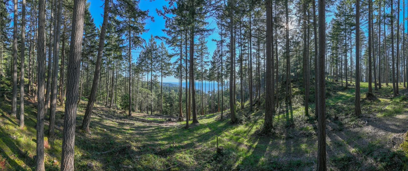 180-degree view from Lot 7 at Arbutus Ridge, Bowen Island: second-growth fir over cleared ground
