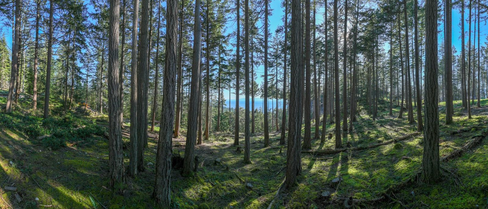 180-degree view from Lot 8 at Arbutus Ridge, Bowen Island: second-growth fir over cleared ground