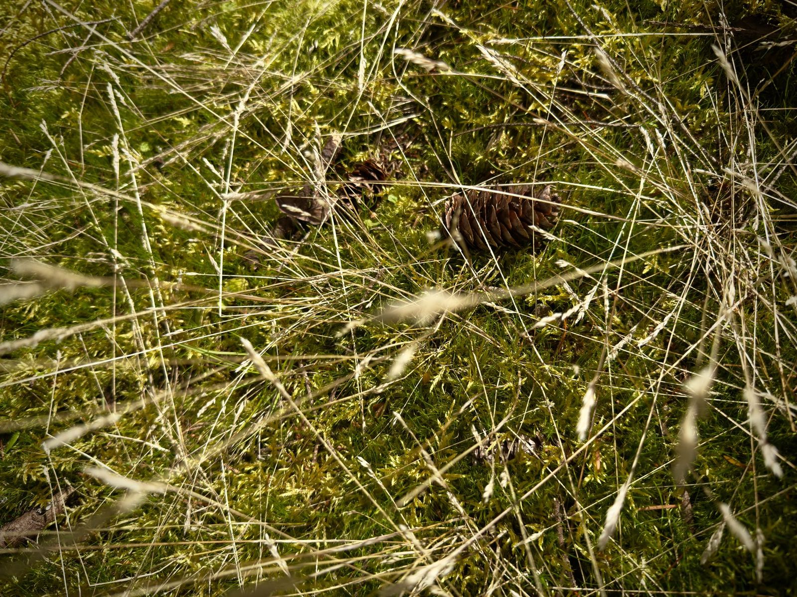 Dry grass and conifer needles in low light, Bowen Island