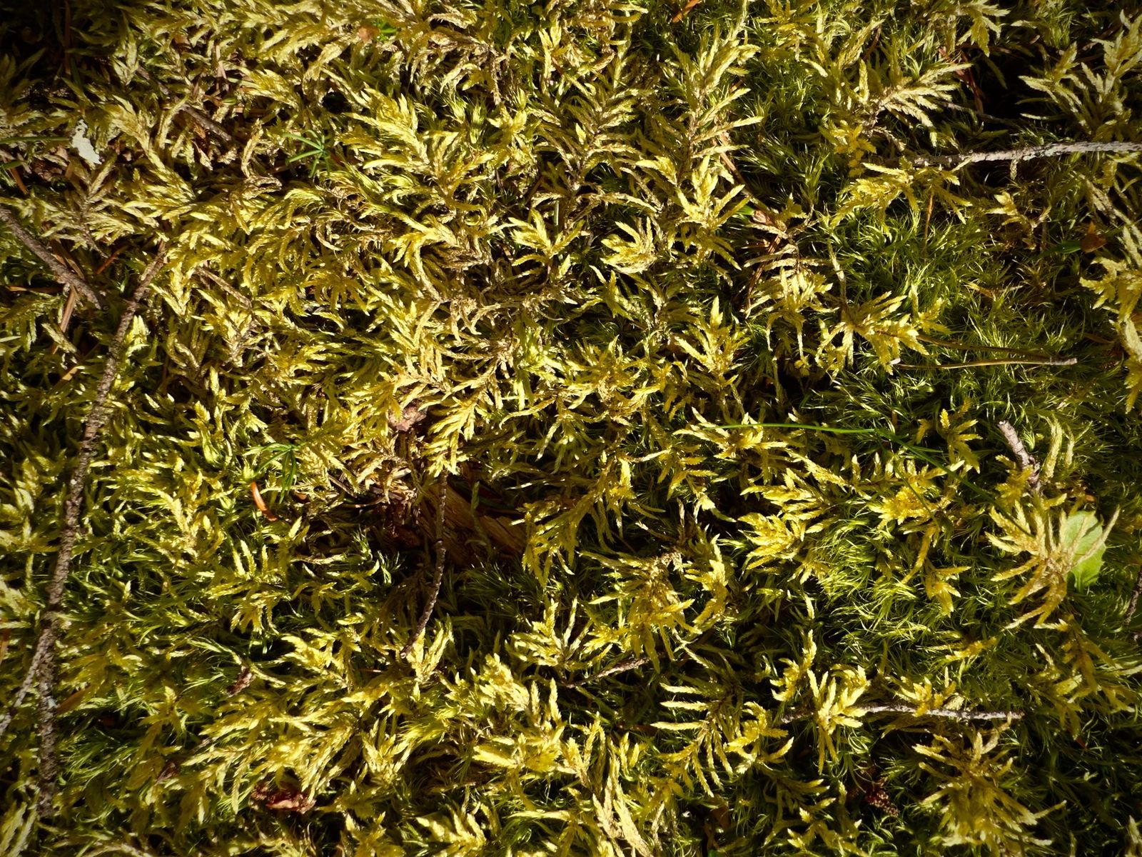 Moss and conifer seedlings on the forest floor, Bowen Island